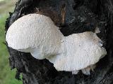 Tyromyces fissilis 