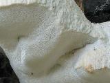 Tyromyces fissilis 