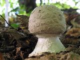 Amanita strobiliformis