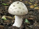 Amanita strobiliformis 