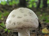 Amanita strobiliformis