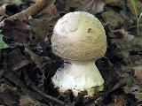 Amanita strobiliformis 