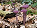 Laccaria amethystina