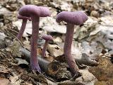 Laccaria amethystina 