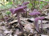 Laccaria amethystina