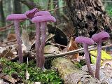 Laccaria amethystina 