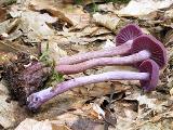 Laccaria amethystina 