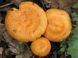 Lactarius porninsis