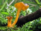 Cantharellus lutescens