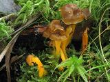 Cantharellus lutescens