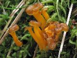 Cantharellus lutescens