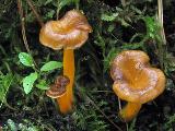 Cantharellus lutescens 