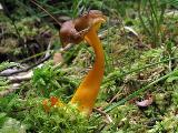 Cantharellus lutescens 