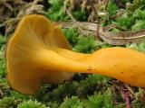 Craterellus aurora 