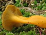 Cantharellus lutescens 