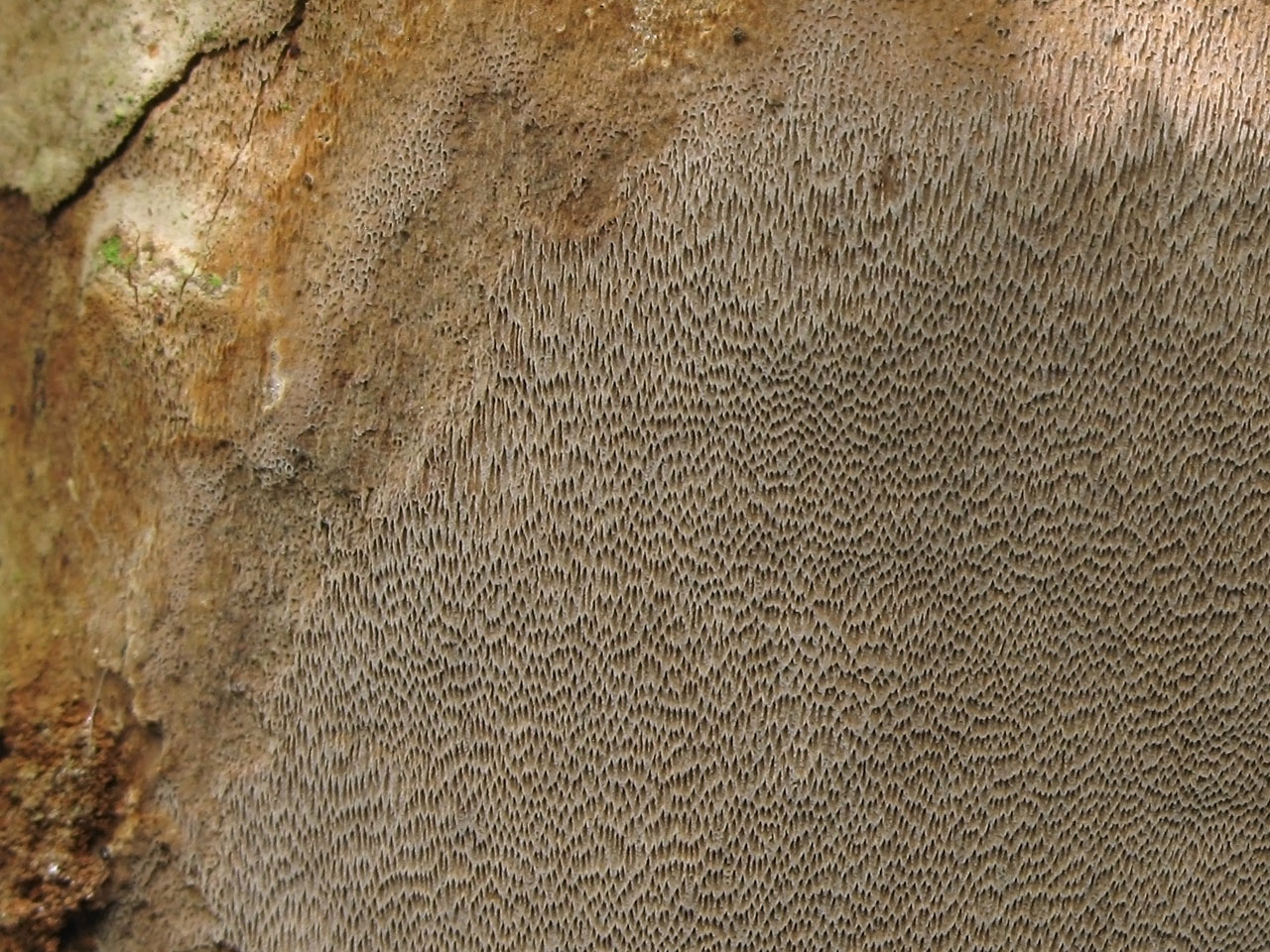 Phellinus - ohňovec - myko.cz
