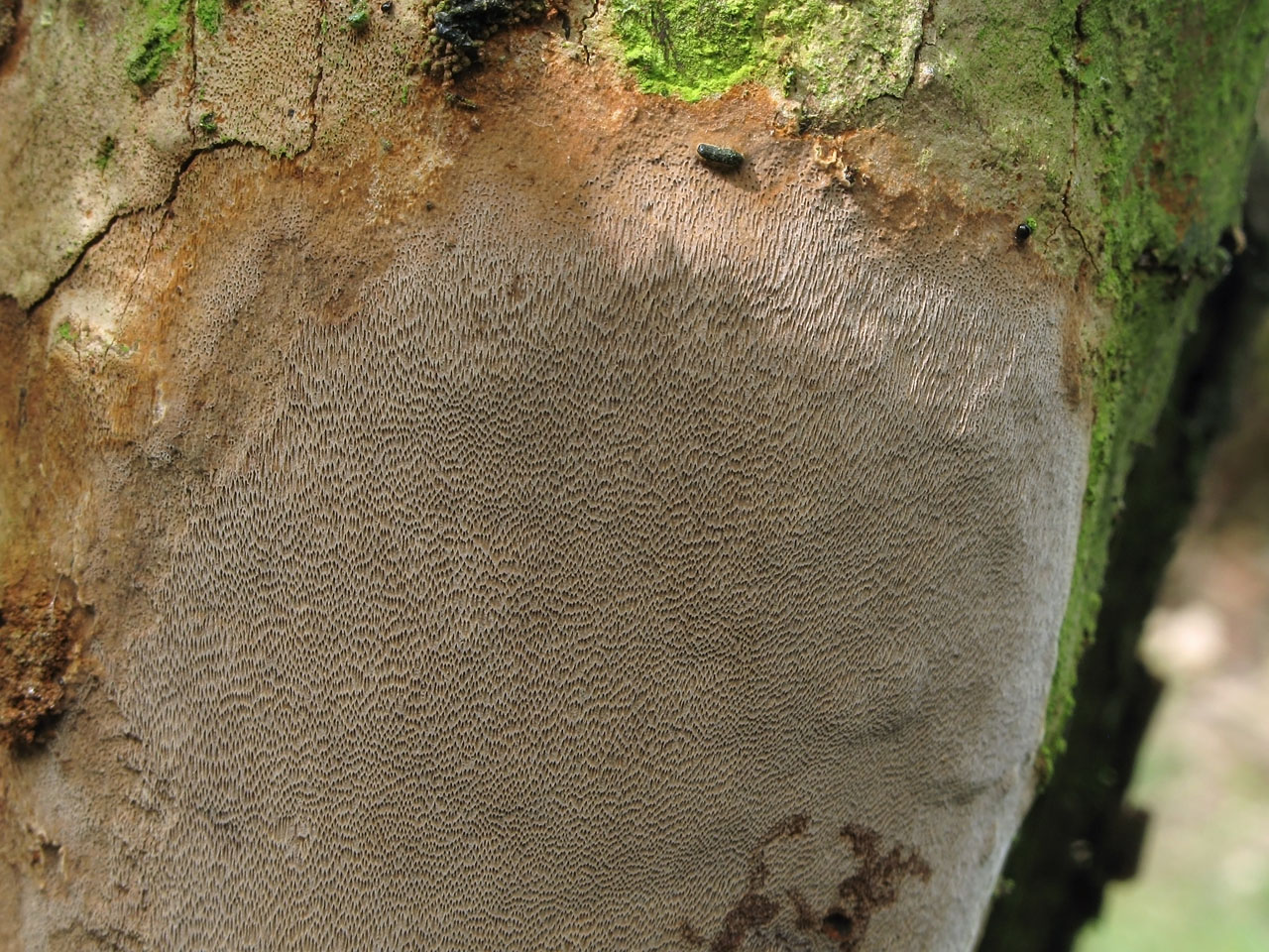 Phellinus - ohňovec - myko.cz