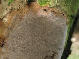 Phellinus punctatus 