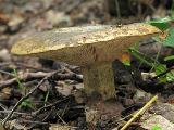 Lactarius turpis