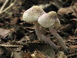 Cystolepiota bucknallii