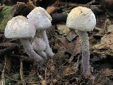 Cystolepiota bucknallii