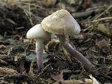 Cystolepiota bucknallii 