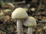 Cystolepiota bucknallii