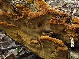 Phellinus ribis