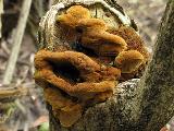 Phellinus ribis