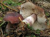 Rhodocollybia butyracea f. butyracea