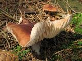 Rhodocollybia butyracea f. butyracea 