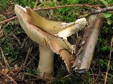 Russula clavipes 