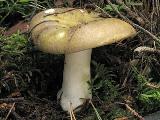 Russula clavipes