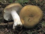 Russula clavipes