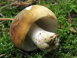 Russula clavipes 