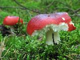 Russula emetica