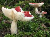 Russula emetica