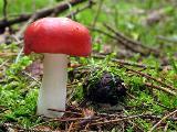 Russula emetica 