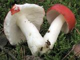 Russula emetica 