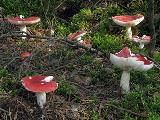 Russula emetica 