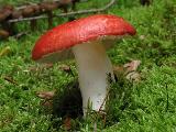 Russula emetica 