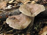 Lactarius blennius 