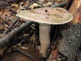 Lactarius blennius