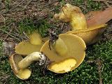 Suillus variegatus