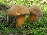 Suillus variegatus