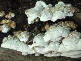 Skeletocutis nivea