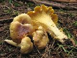 Cantharellus amethysteus