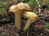 Cantharellus amethysteus 