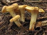 Cantharellus amethysteus 