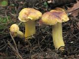 Cantharellus amethysteus